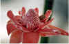 puntaleona.fleur4.jpg (34109 octets)