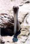 puntaleona.pelican3.jpg (61686 octets)