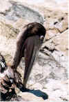 puntaleona.pelican4.jpg (57781 octets)